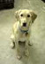 Tess - 15 months old