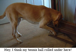 Where's the tennis ball?