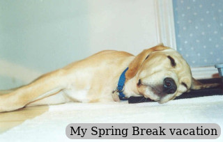My Spring Break vacation